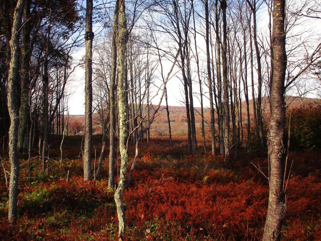 Photo: Canaan Valley Wildlife Refuge Photo: Canaan Valley Wildlife Refuge