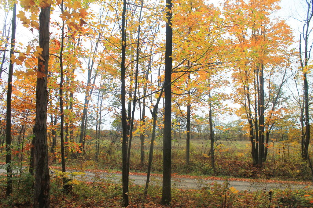 Photo: Pasture View from Campsite Photo: Pasture View from Campsite