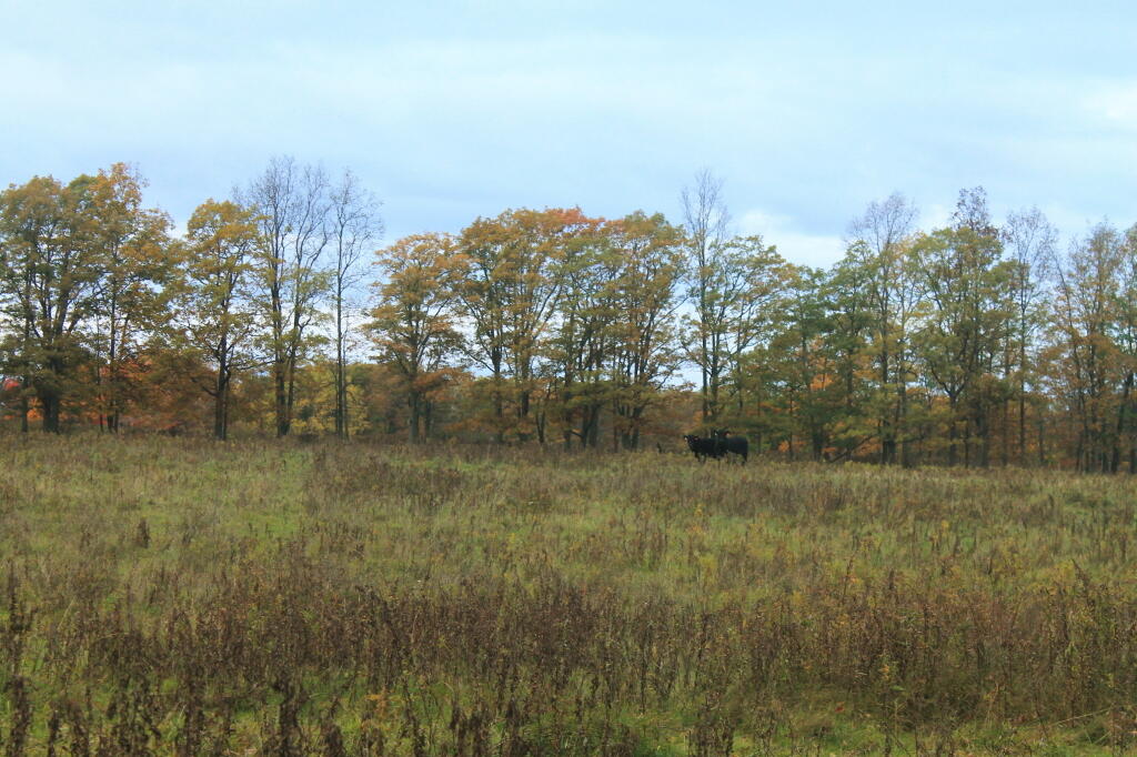Photo: Government Shutdown Didn't Shutdown the Grazers