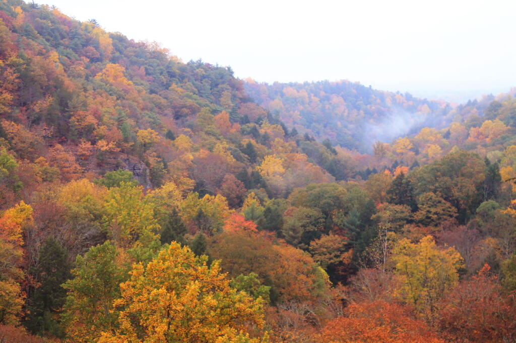 Photo: Fog in the Gorge