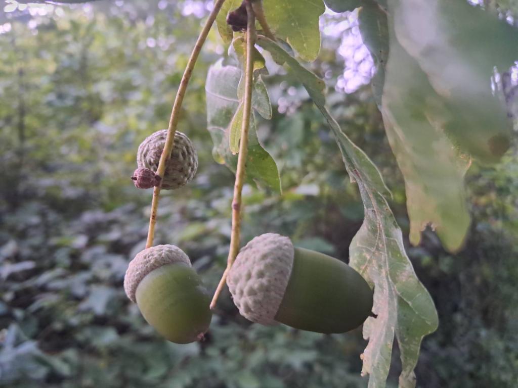 Photo: Acorn