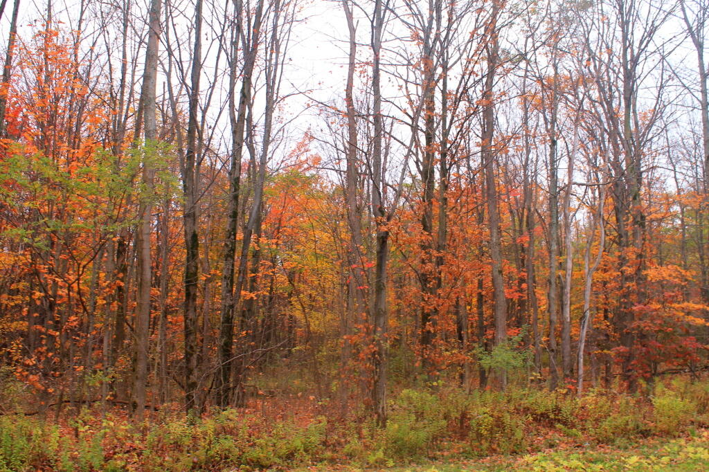 Photo: Maples