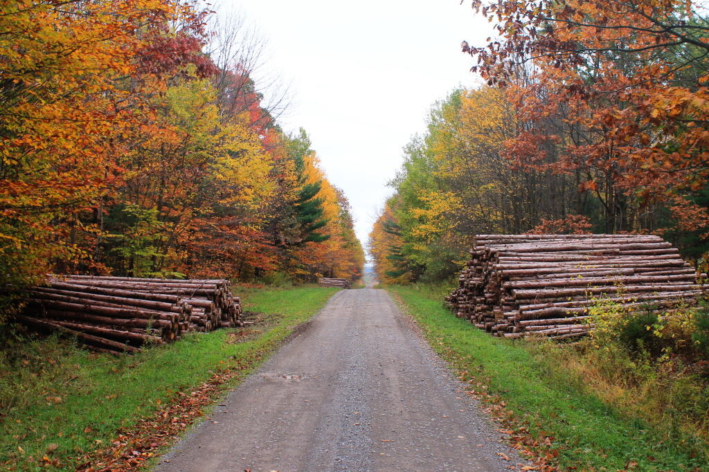 Photo: Recent Timber Harvest