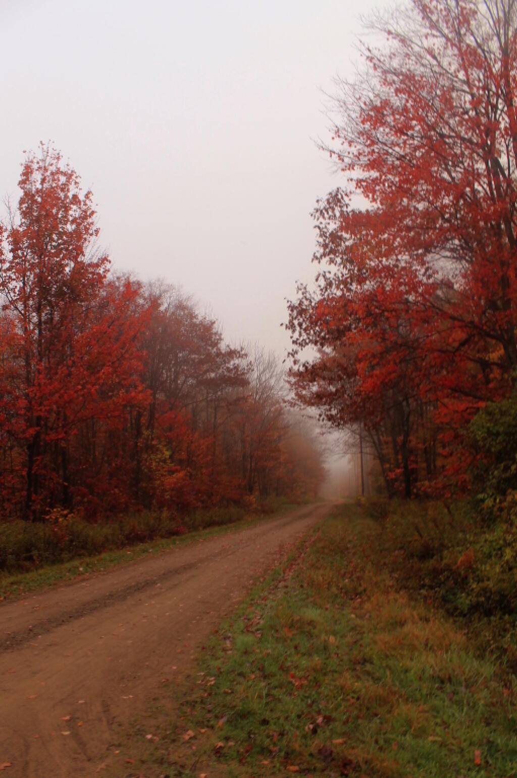 Photo: Foggy McCarthy Hill Road