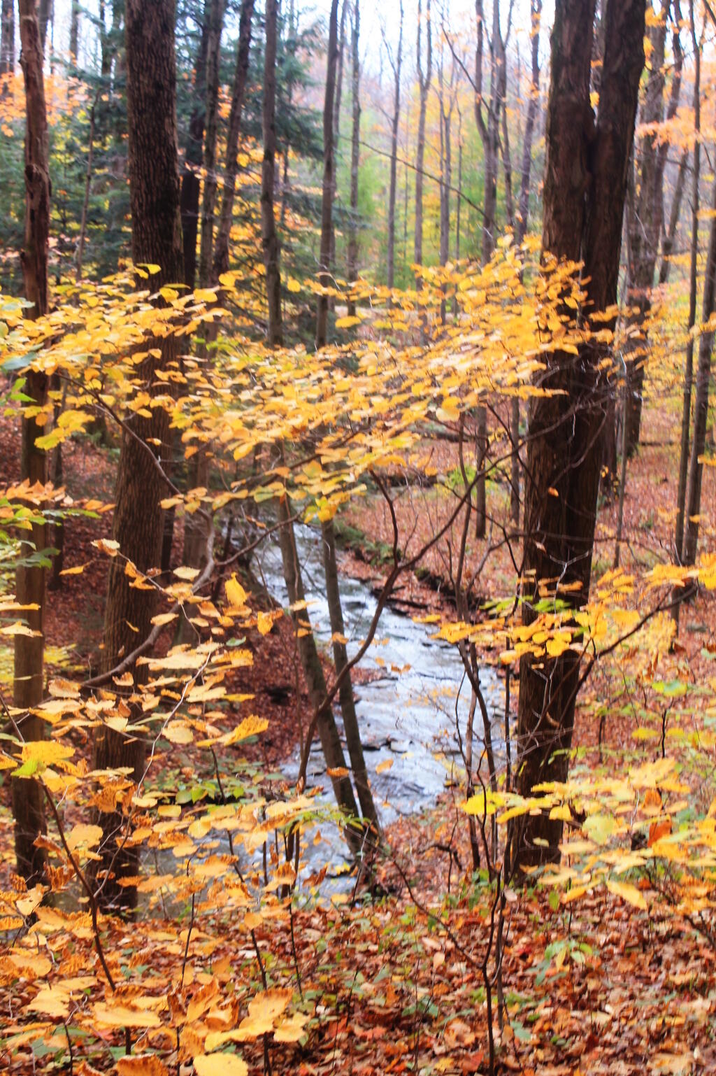 Photo: Creek Along Trail