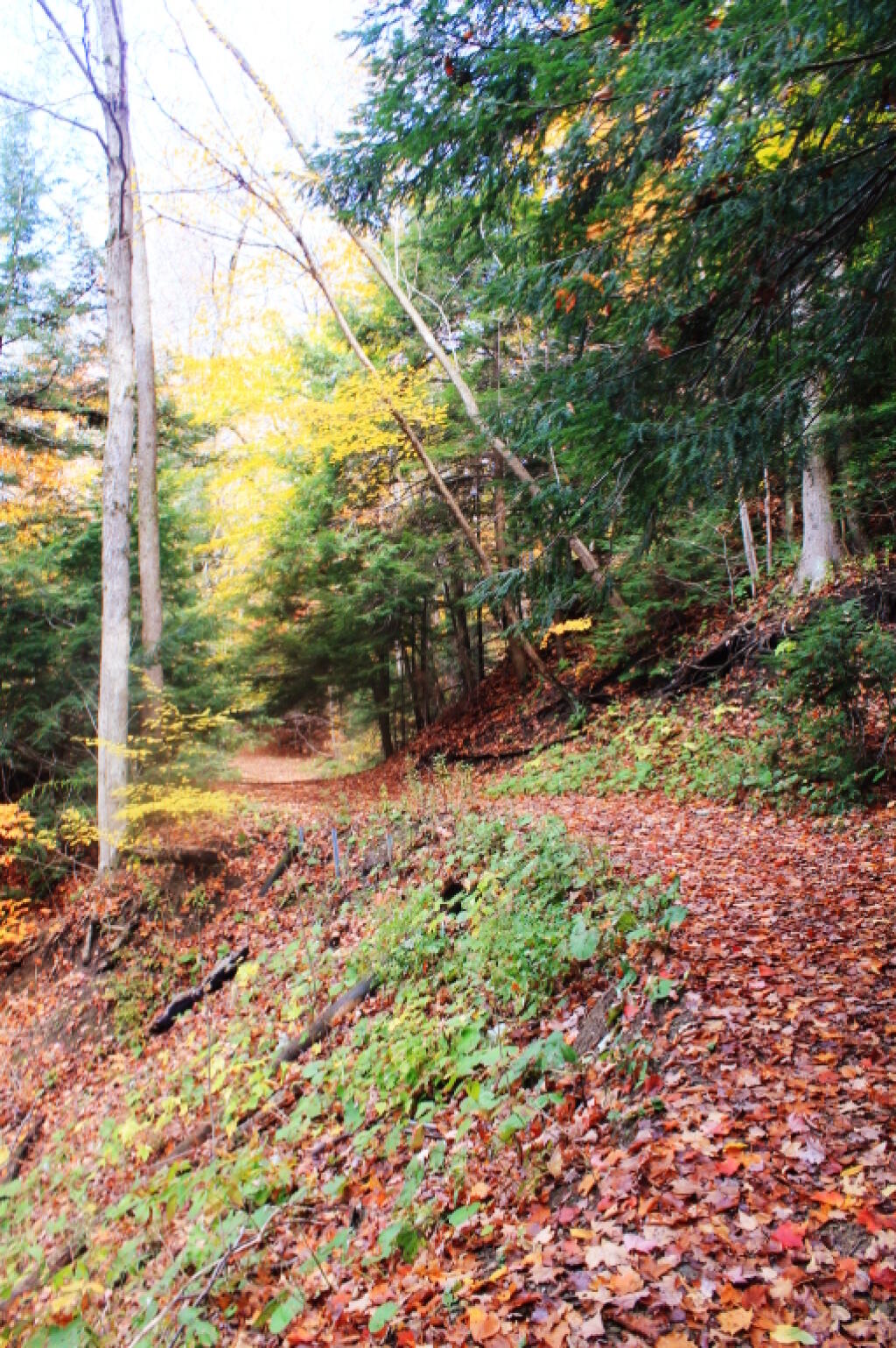 Photo: Dead End Gorge Trail Stablized