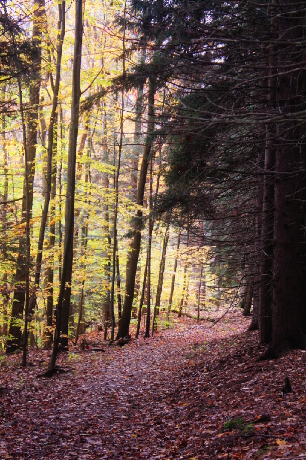 Photo: Edge Of White Pine Stand