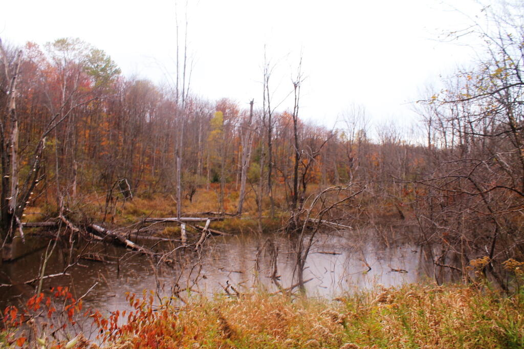 Photo: Egleston Road Swamp