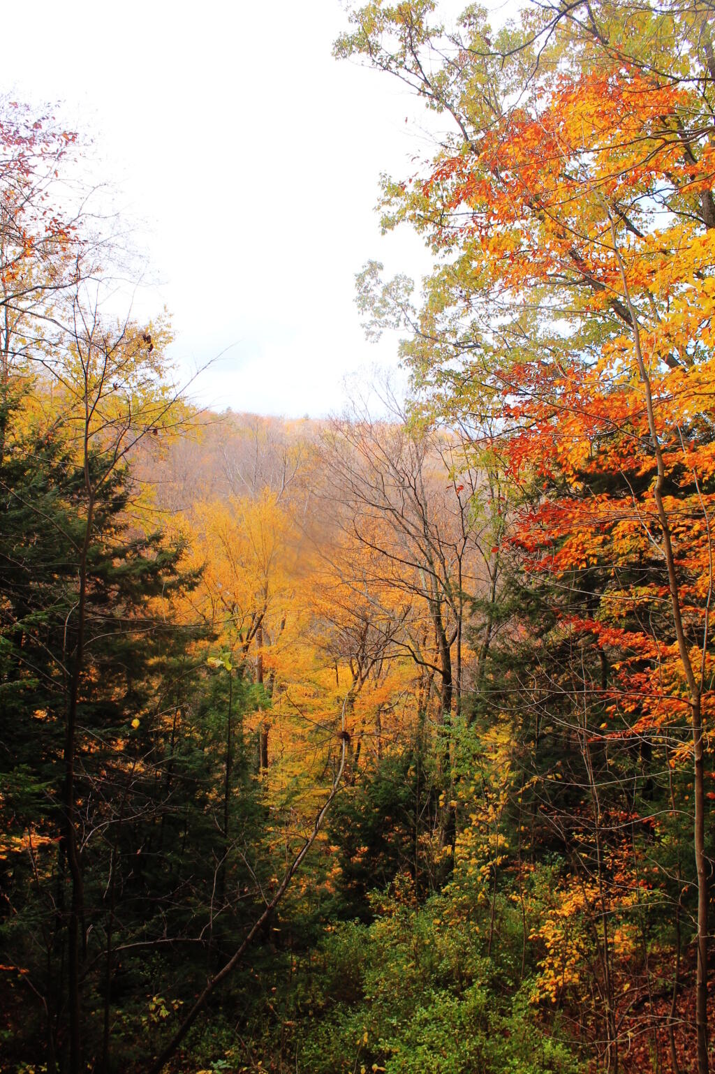 Photo: Gorge View 1