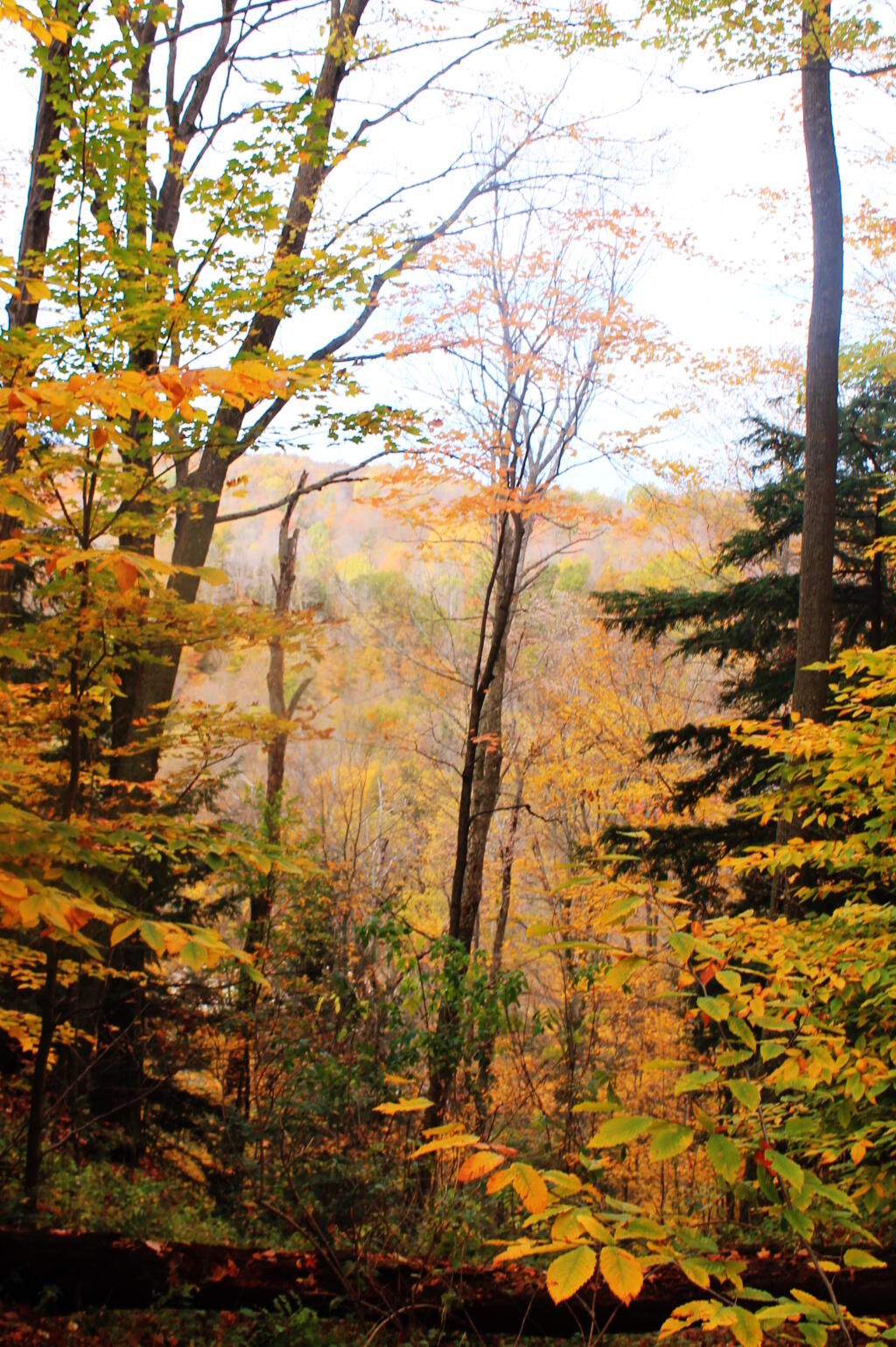 Photo: Gorge View 3