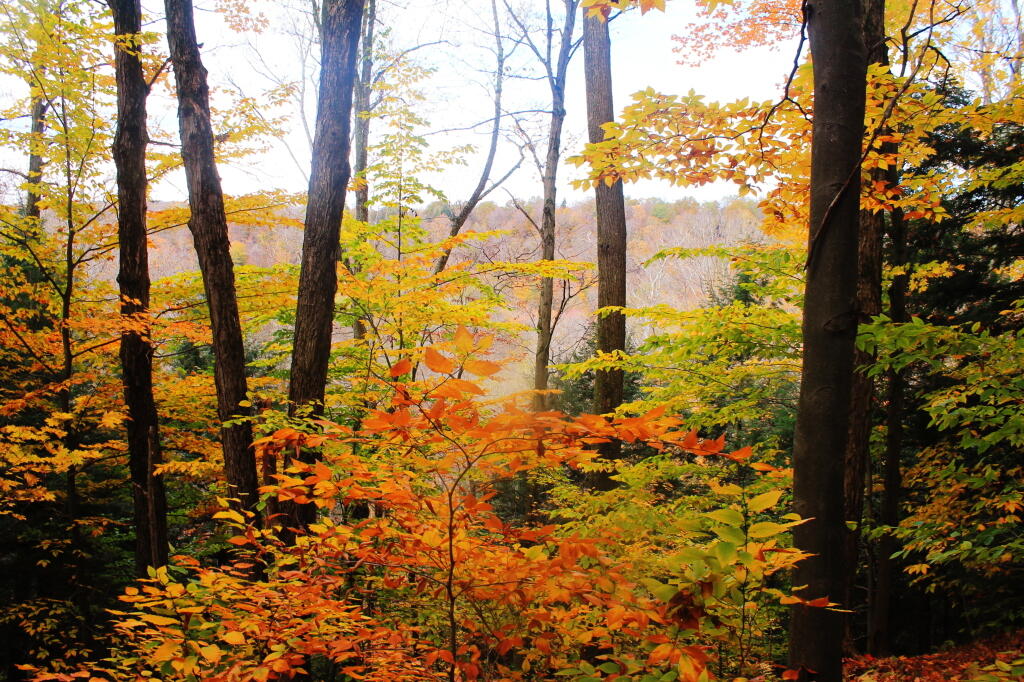 Photo: Gorge View 4 Photo: Gorge View 4