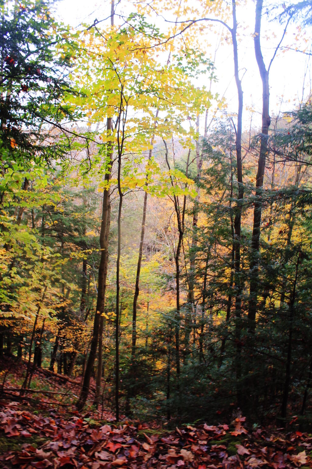 Photo: Gorge View 7 Photo: Gorge View 7