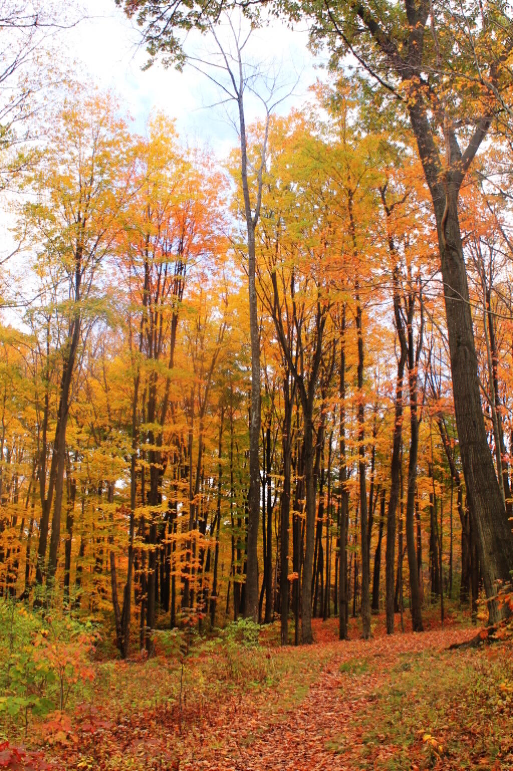 Photo: Maples In The State Forest Photo: Maples In The State Forest