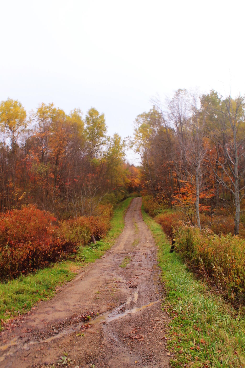 Photo: Ruts On Eggleston Hill Road