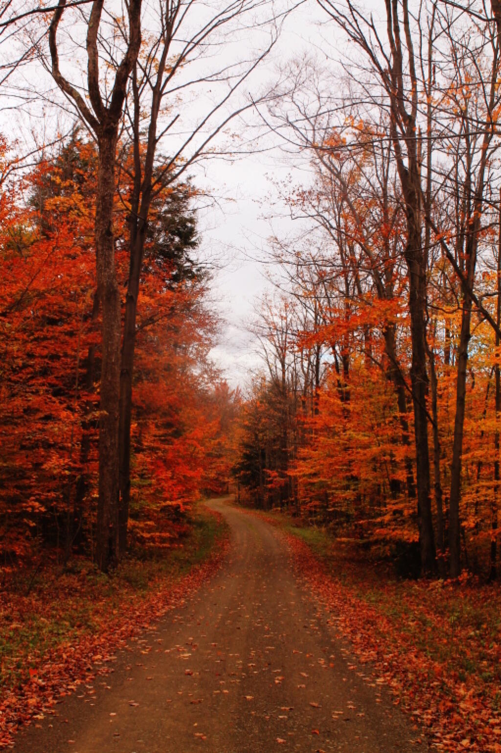Photo: Snake Forest Road