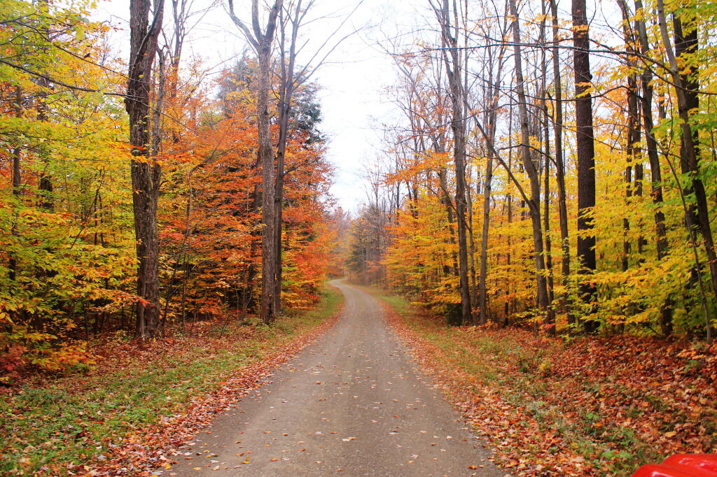 Photo: Snake Forest Road 1
