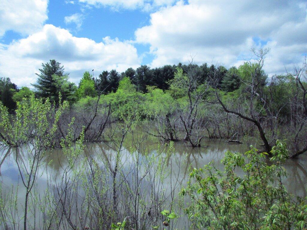 Photo: Swamp