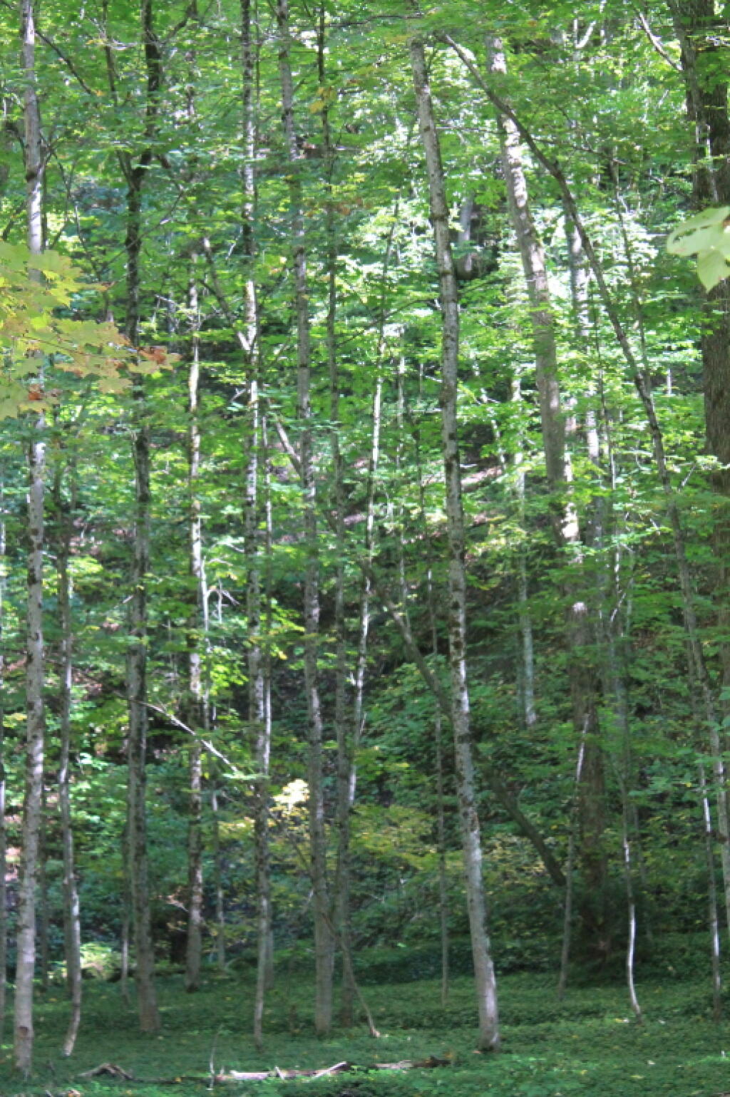 Photo: Limited Sun Hits The Trees, Deep In The Gorge Photo: Limited Sun Hits The Trees, Deep In The Gorge