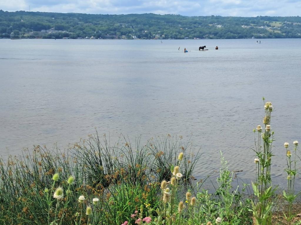 Photo: There are horseys in Seneca Lake. #thatisall 🐴