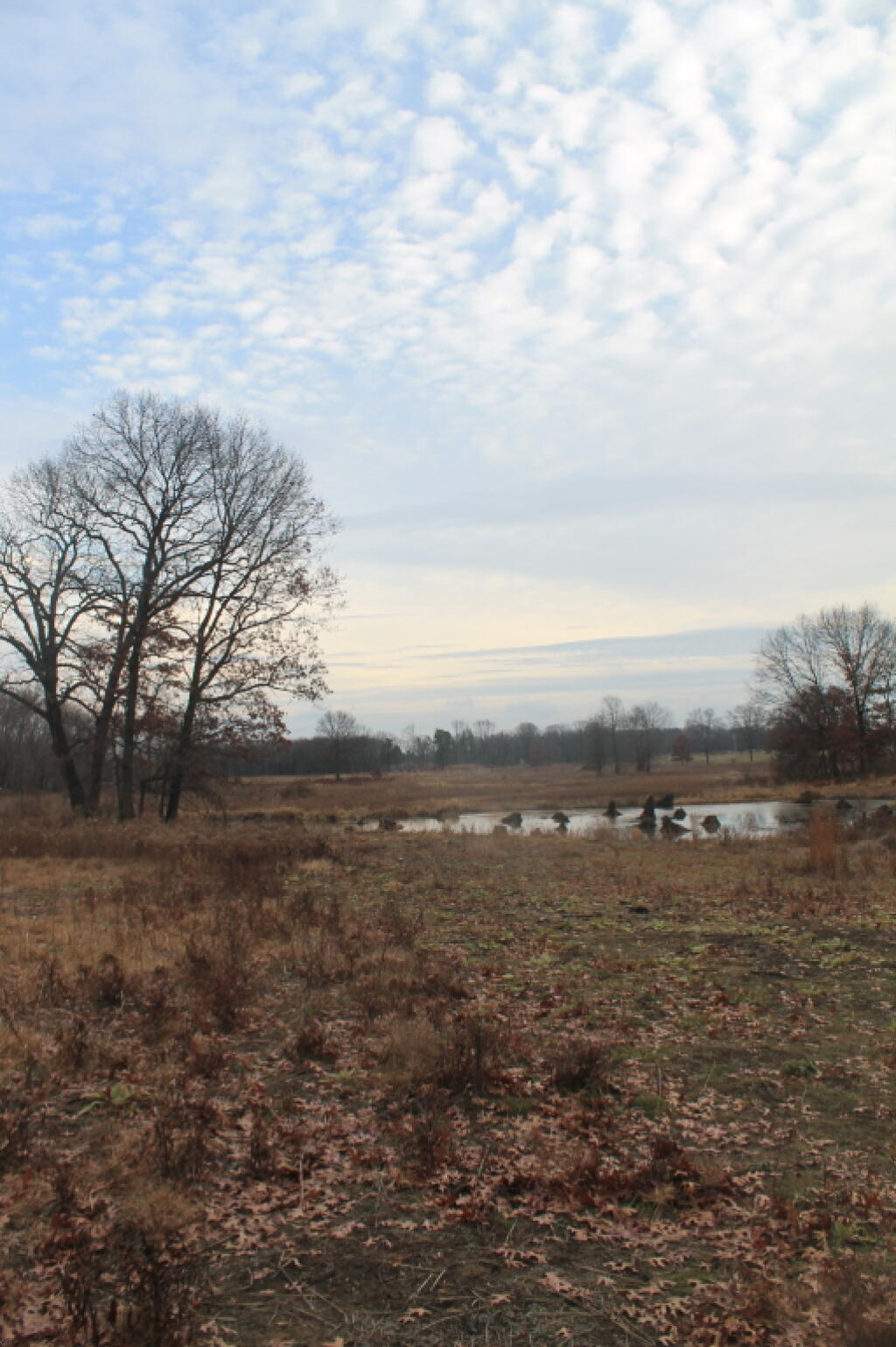 Photo: New Man-Made Pond in Restoration Area