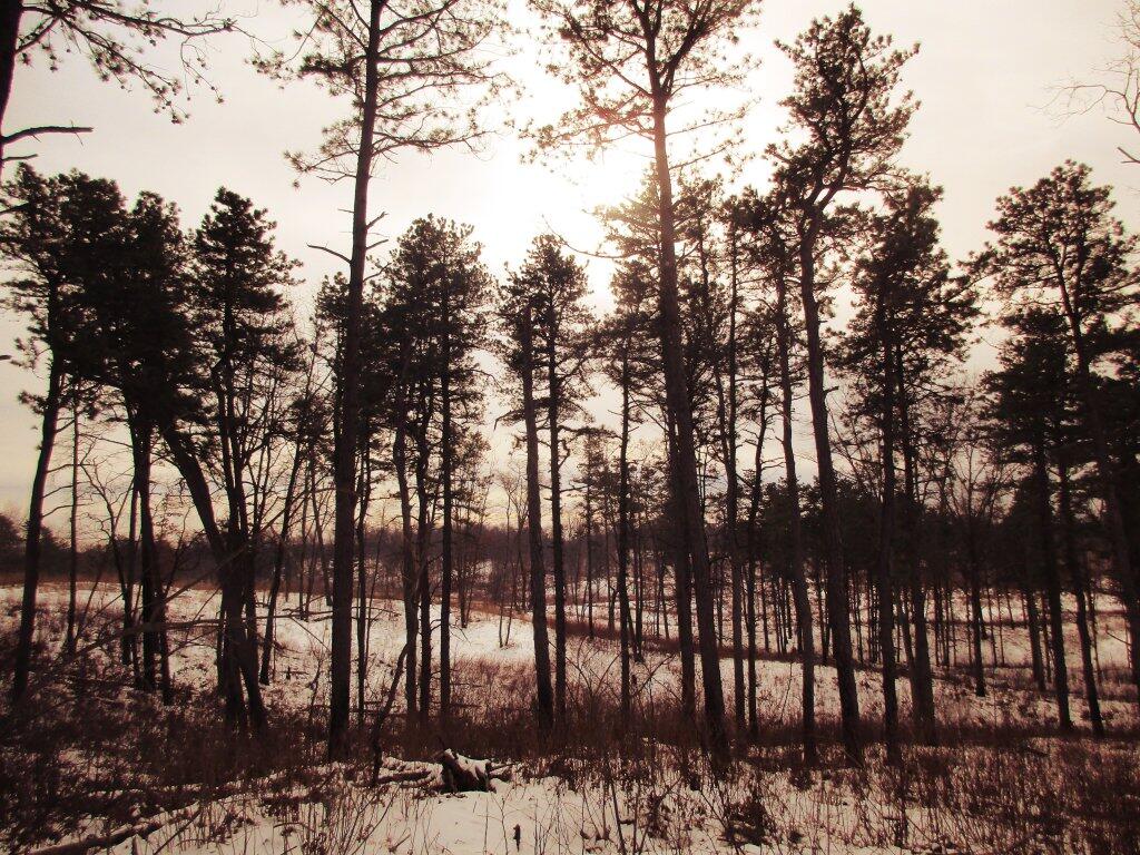 Photo: Pitch Pines On The Dunes
