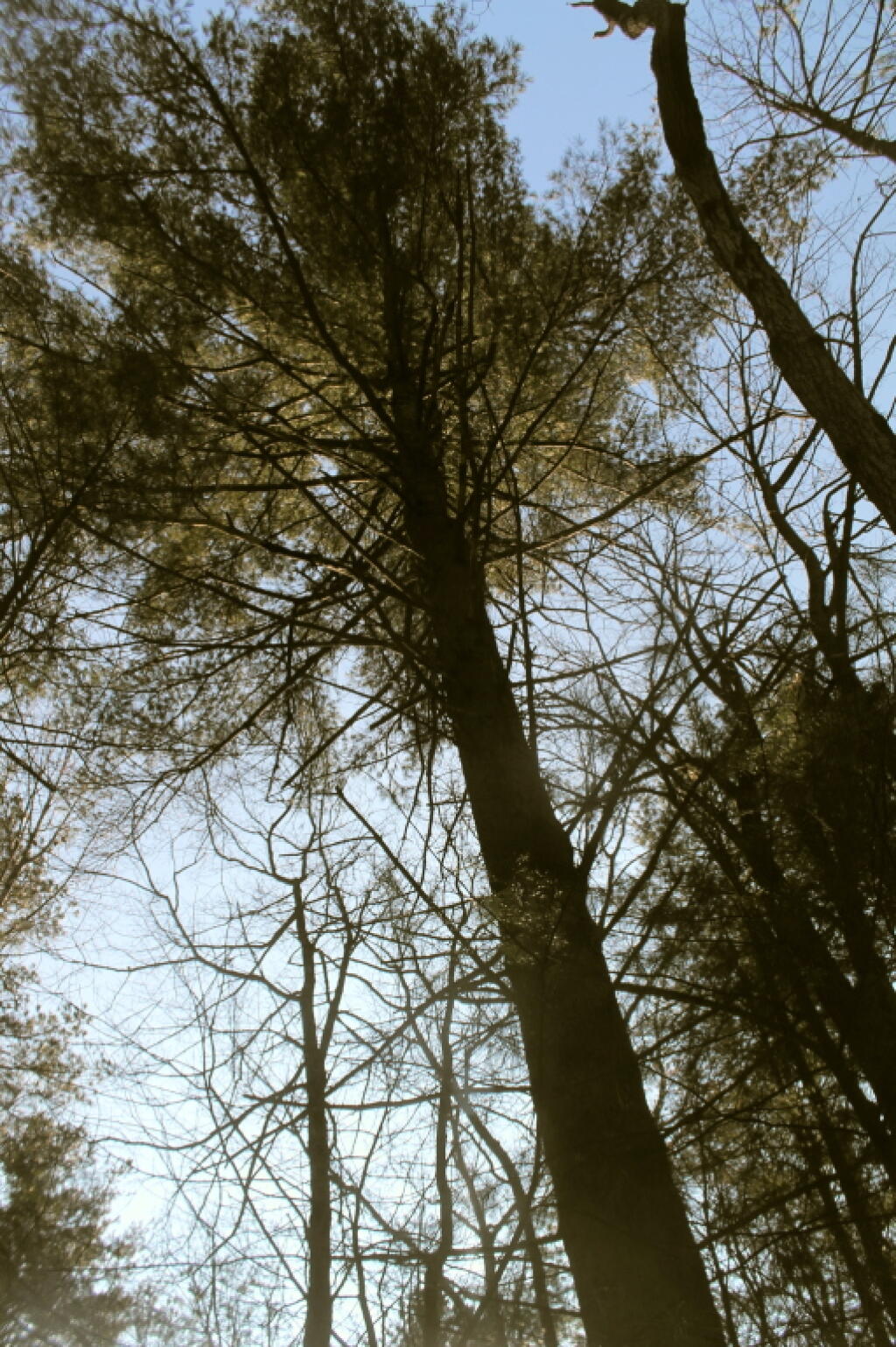 Photo: Massive Old Growth White Pine