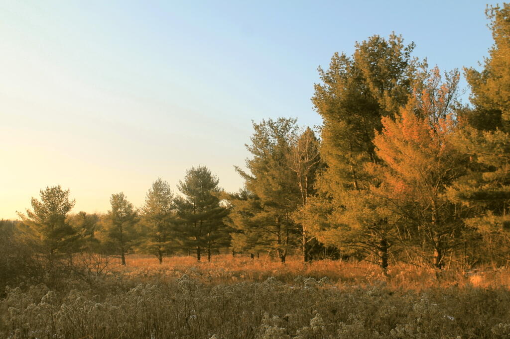 Photo: Meadow in Evening Sunlight