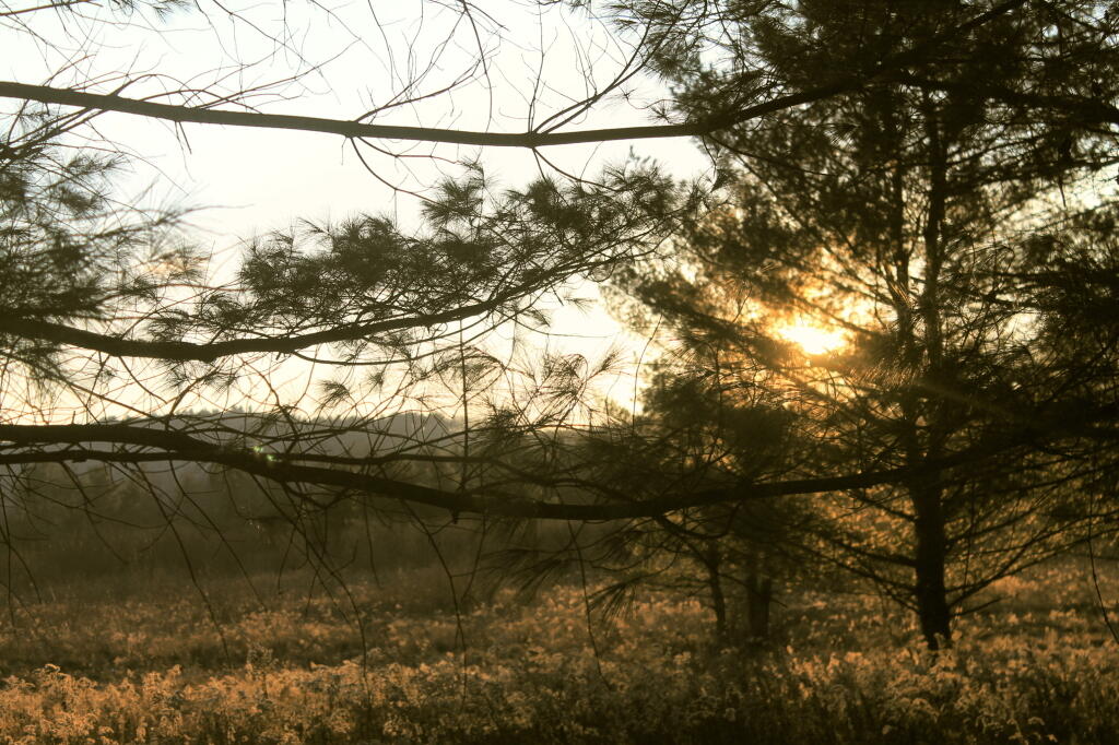 Photo: Sunlit Branches Photo: Sunlit Branches
