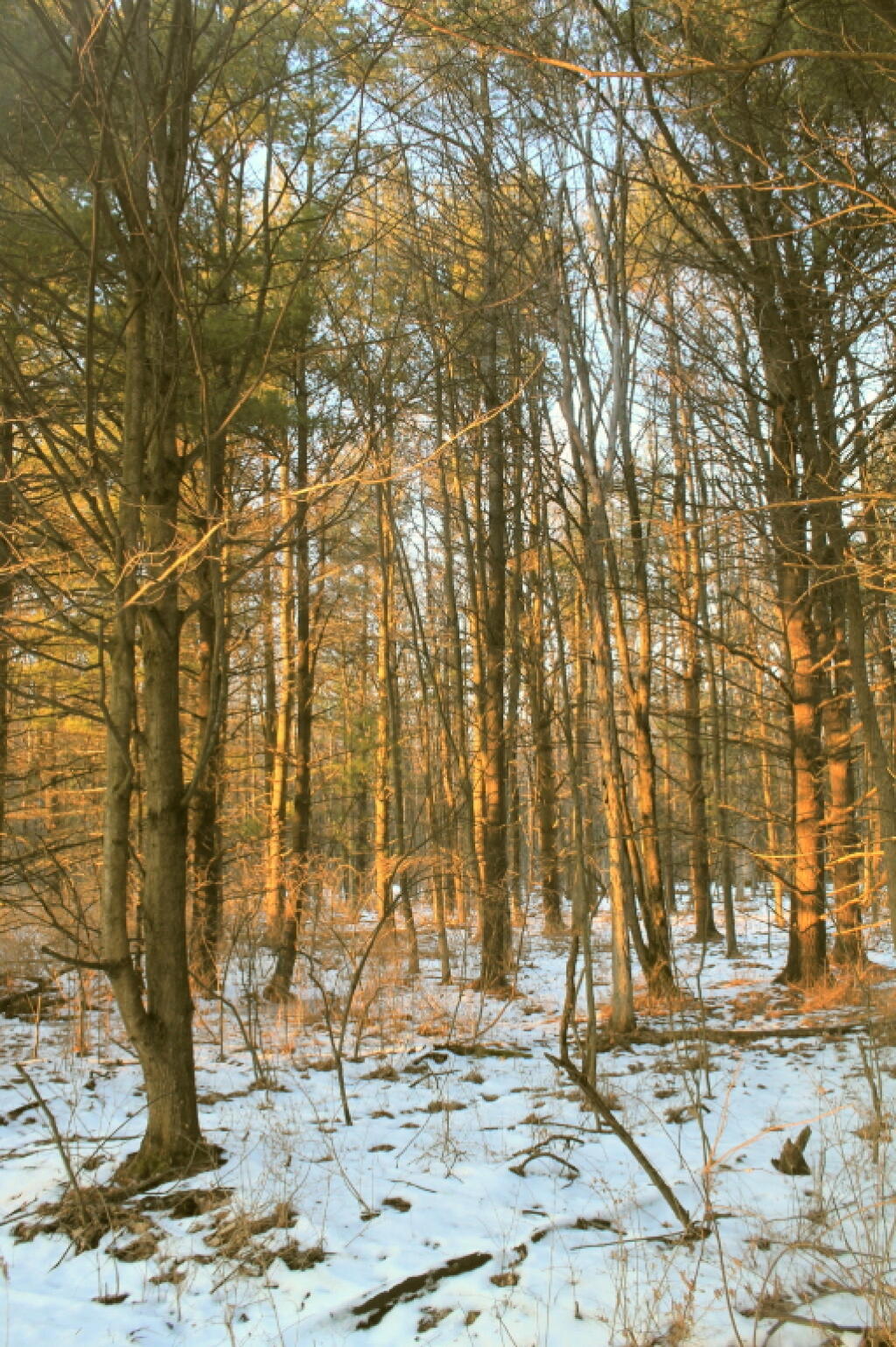 Photo: Sun Hits the Woods Photo: Sun Hits the Woods