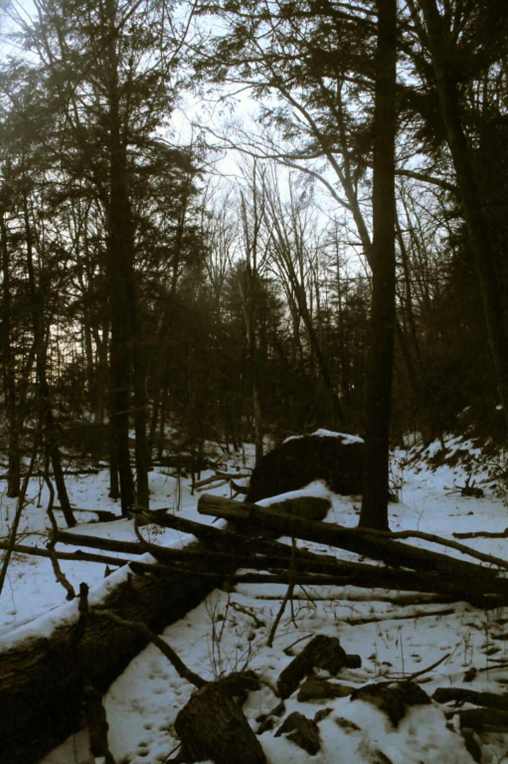 Photo: Big Fallen Tree