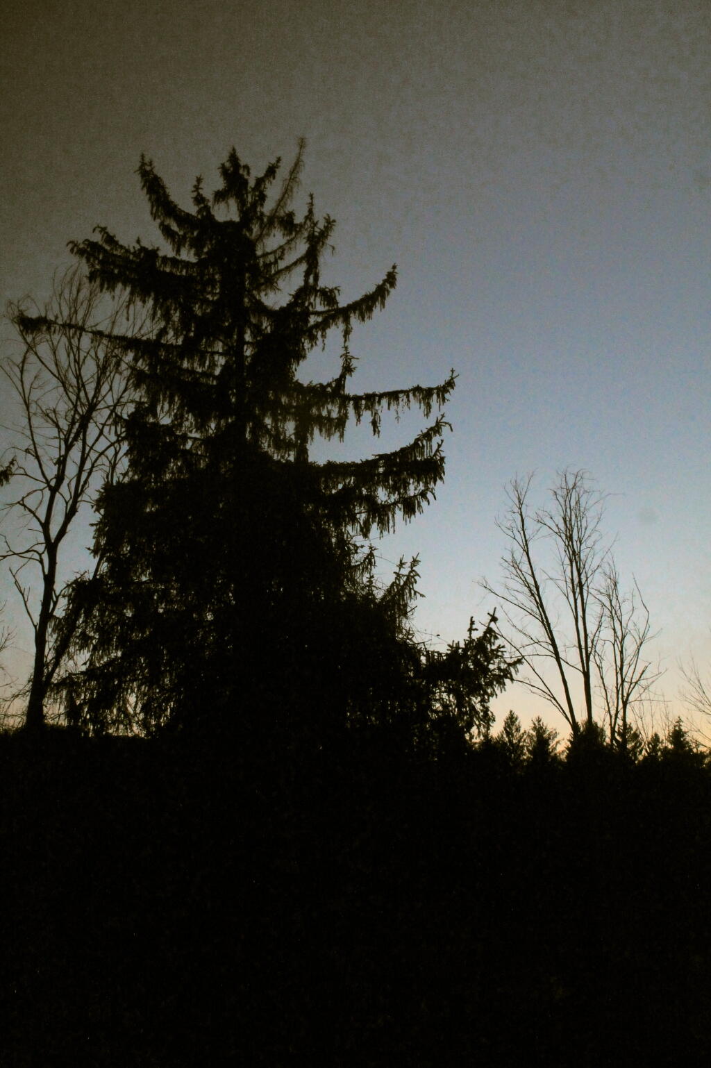 Photo: Large Cedar at Dusk