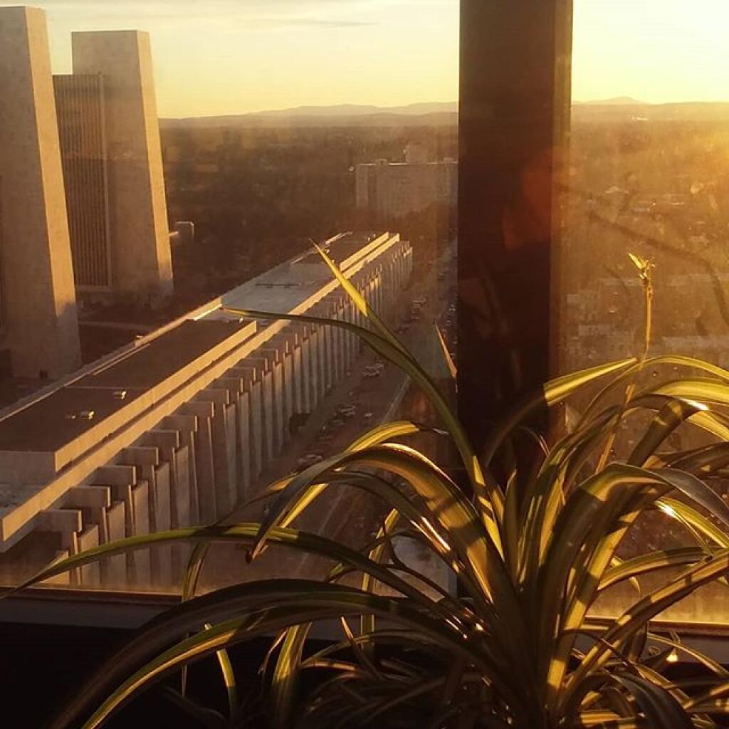 Photo: Spider plant enjoys the sun