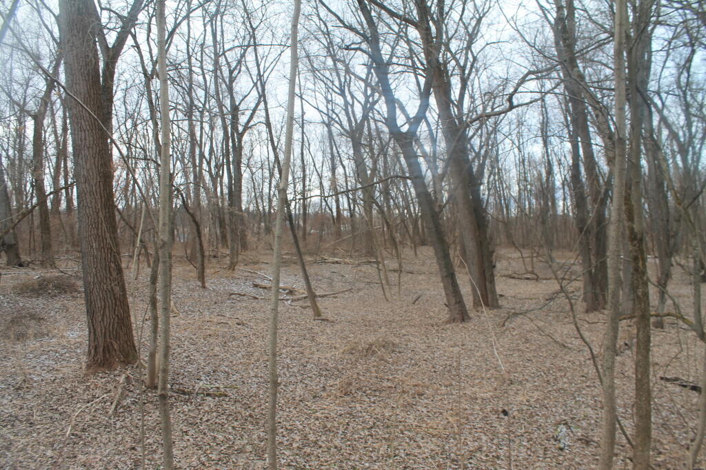 Photo: The Woods Photo: The Woods