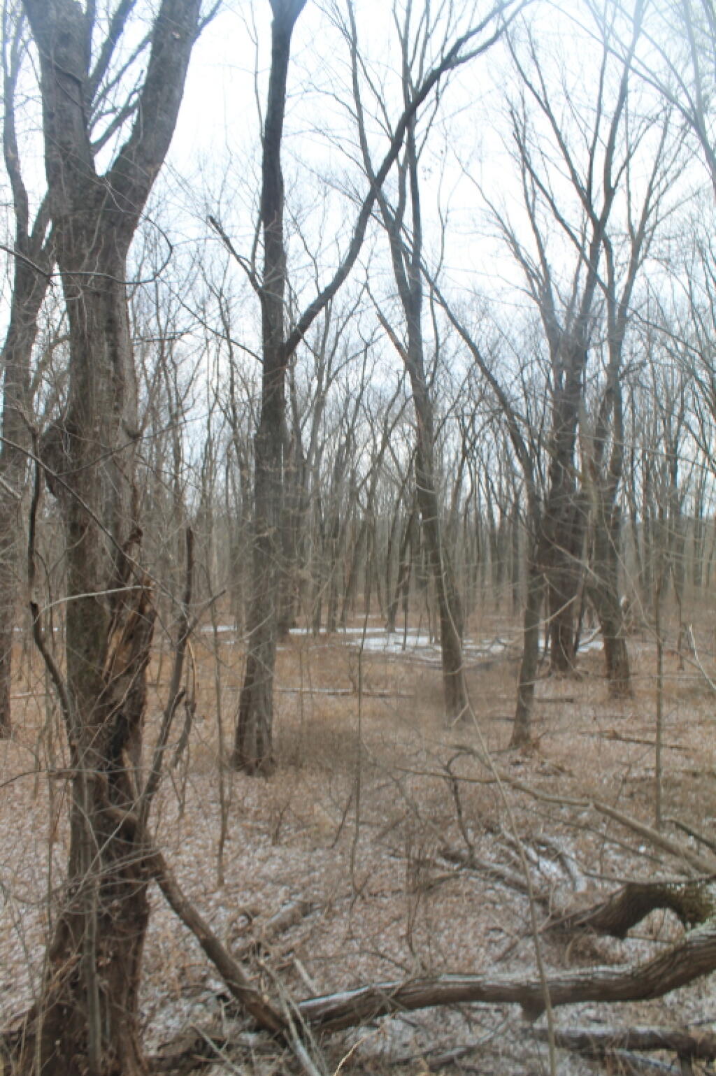 Photo: Icy Marshes Photo: Icy Marshes