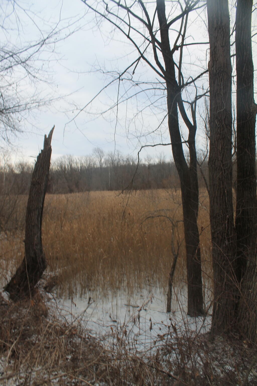 Photo: Wetlands Along the Trail