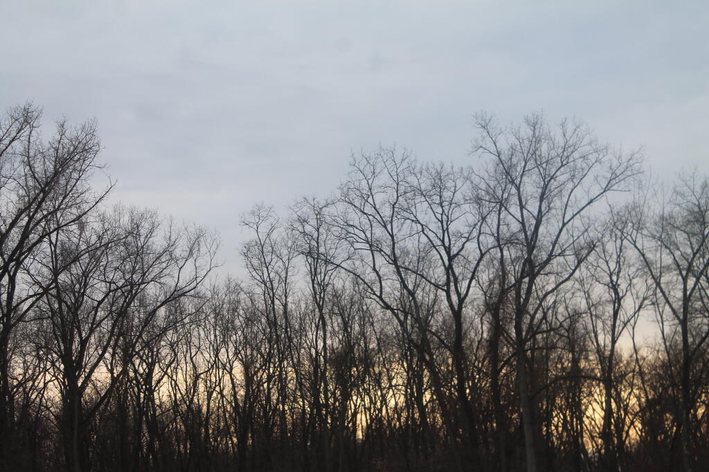 Photo: Backlit Trees