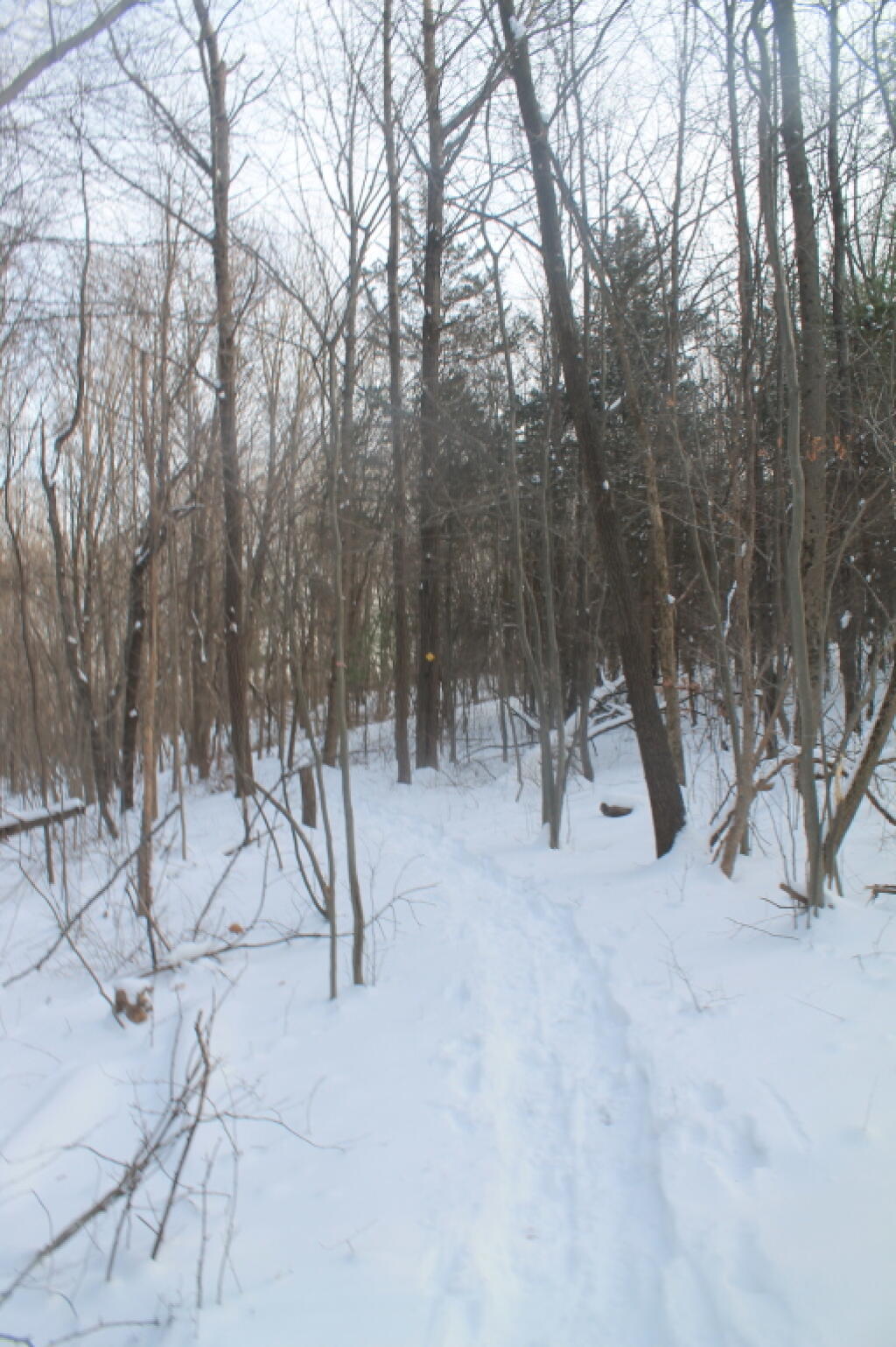 Photo: Snowshoe Trail