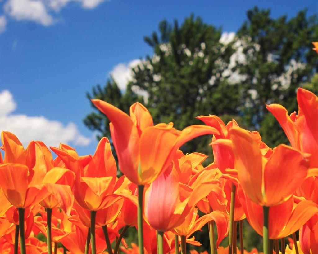 Photo: Tulips and Sky Photo: Tulips and Sky