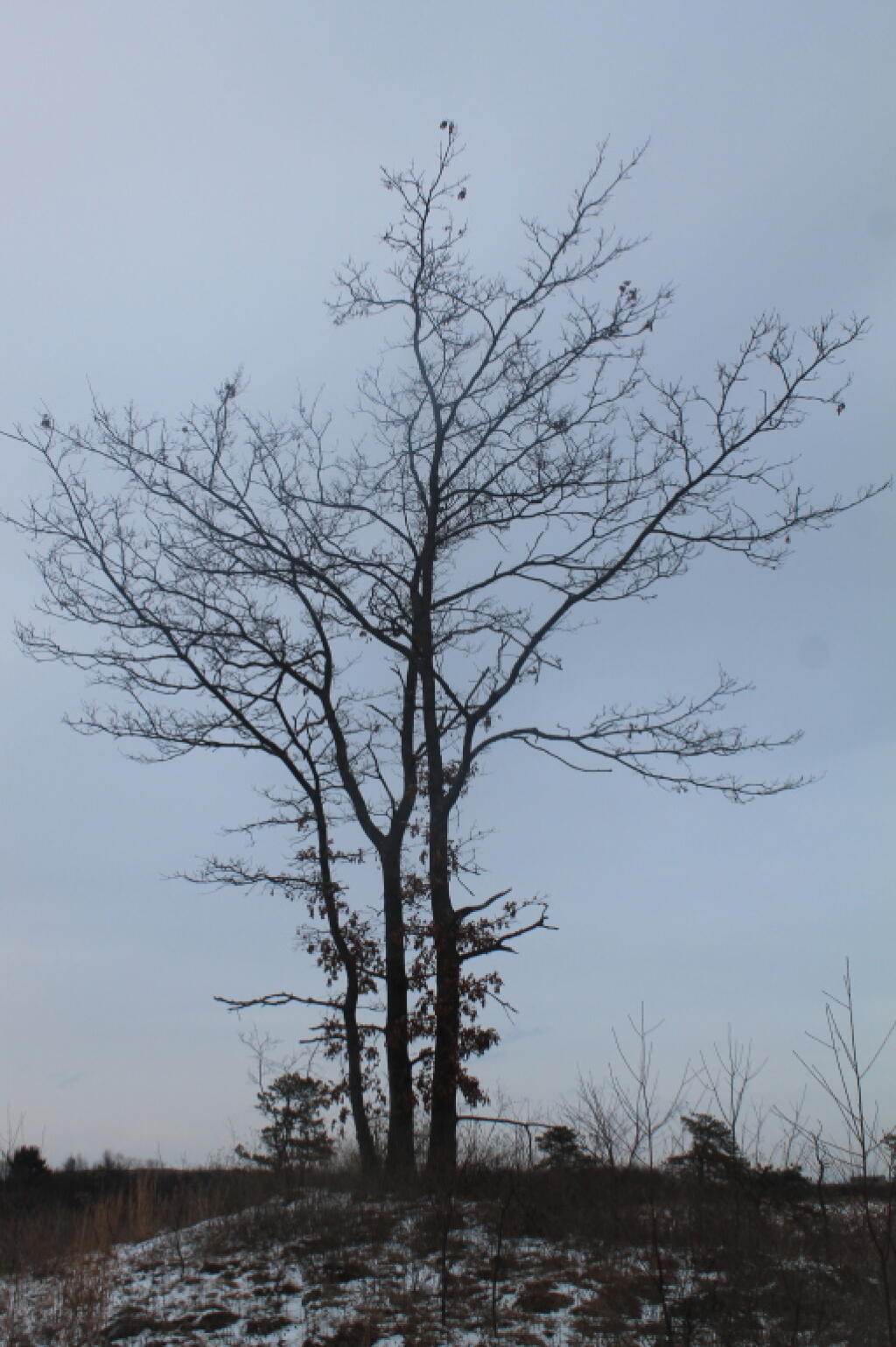 Photo: Old Oak