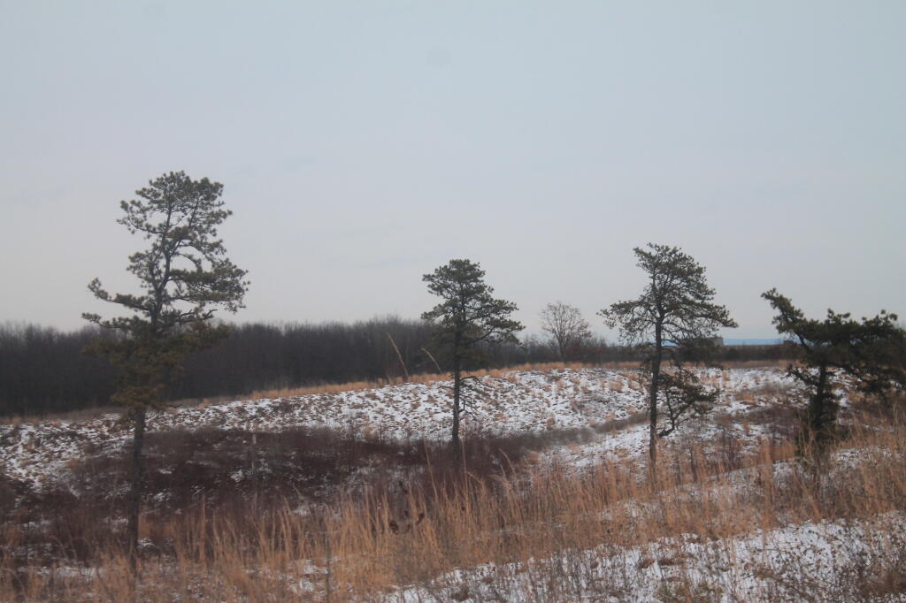 Photo: Pine Barriens Photo: Pine Barriens
