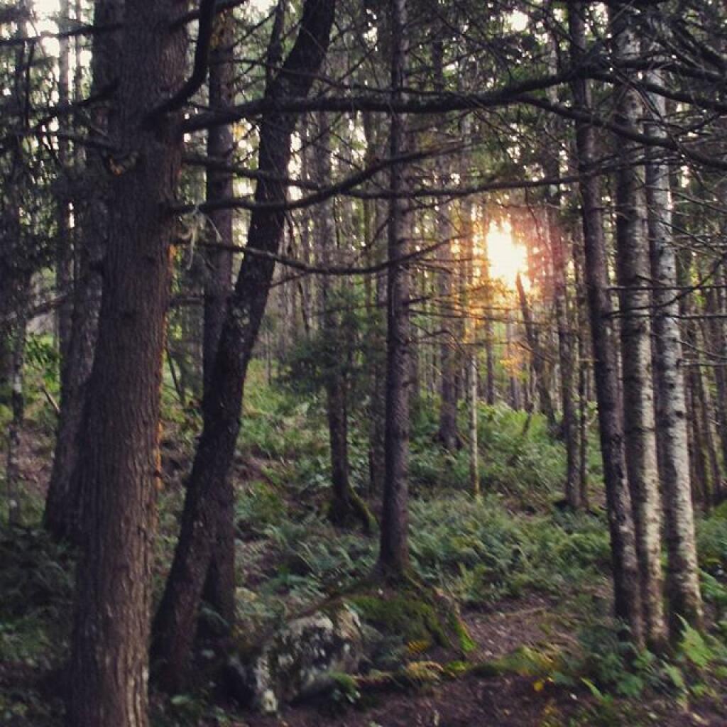 Photo: Woods near camp Photo: Woods near camp