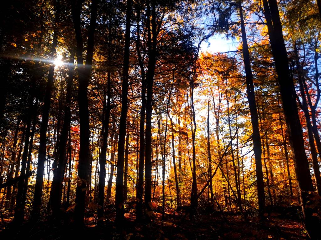Photo: Walk Through the Woods