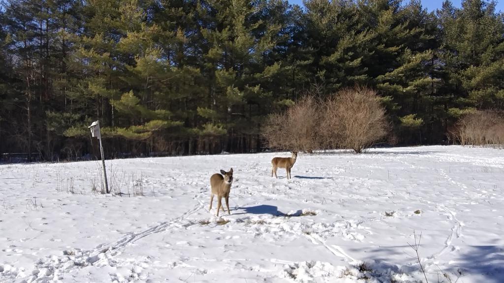 Photo: Deer 🦌