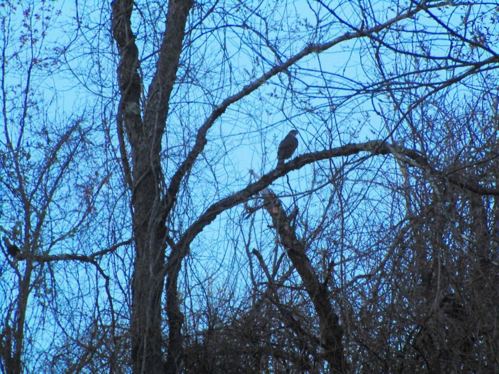 Photo: Red Tailed Hawk