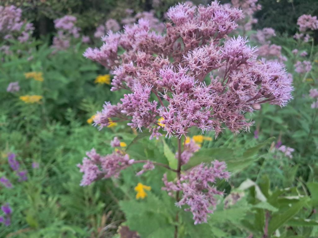 Photo: Swamp Milkweed Photo: Swamp Milkweed