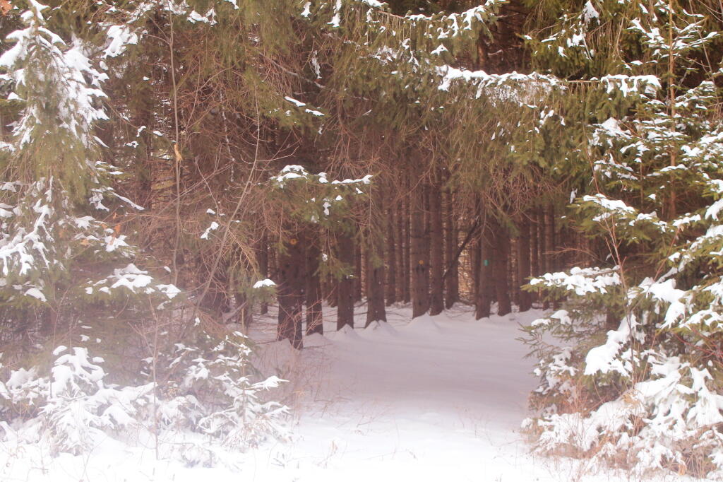 Photo: Into the White Pines Photo: Into the White Pines