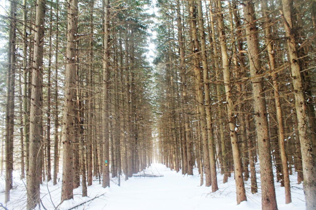 Photo: Large White Pine Stand Photo: Large White Pine Stand