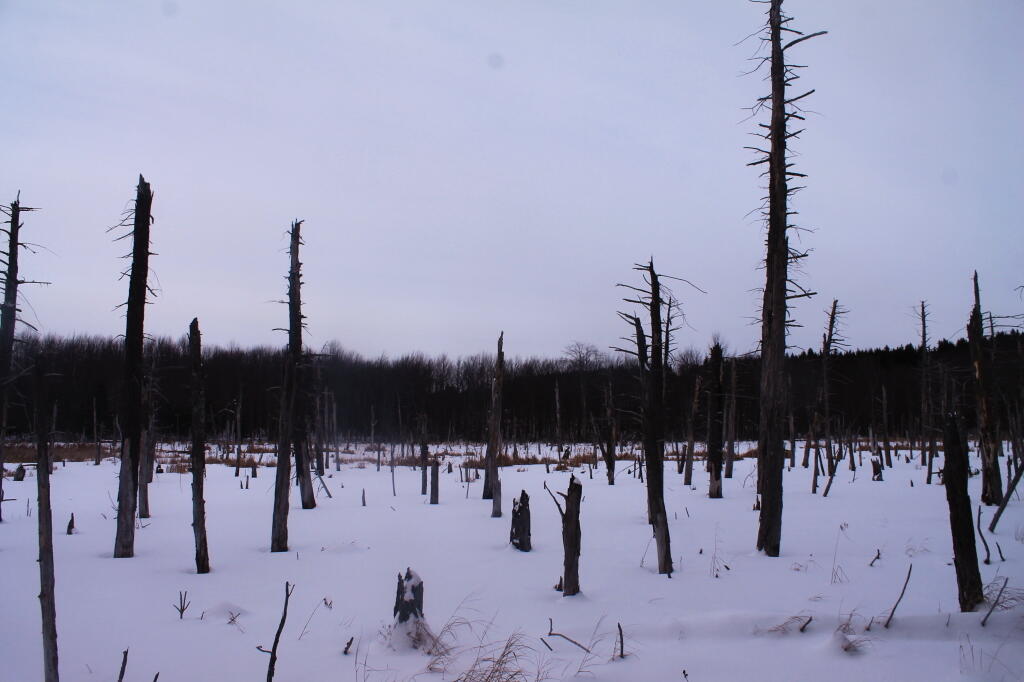 Photo: Large Remote Swamp at Partridge Run Photo: Large Remote Swamp at Partridge Run