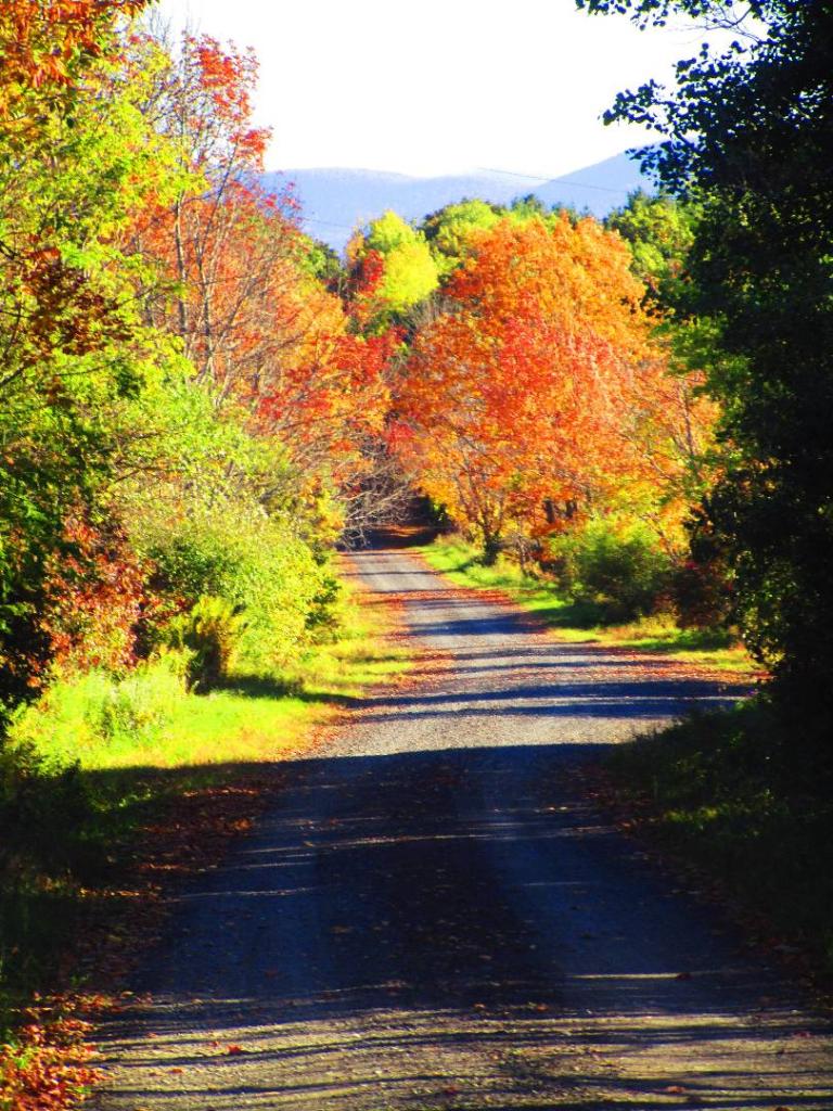 Photo: Scutt Road