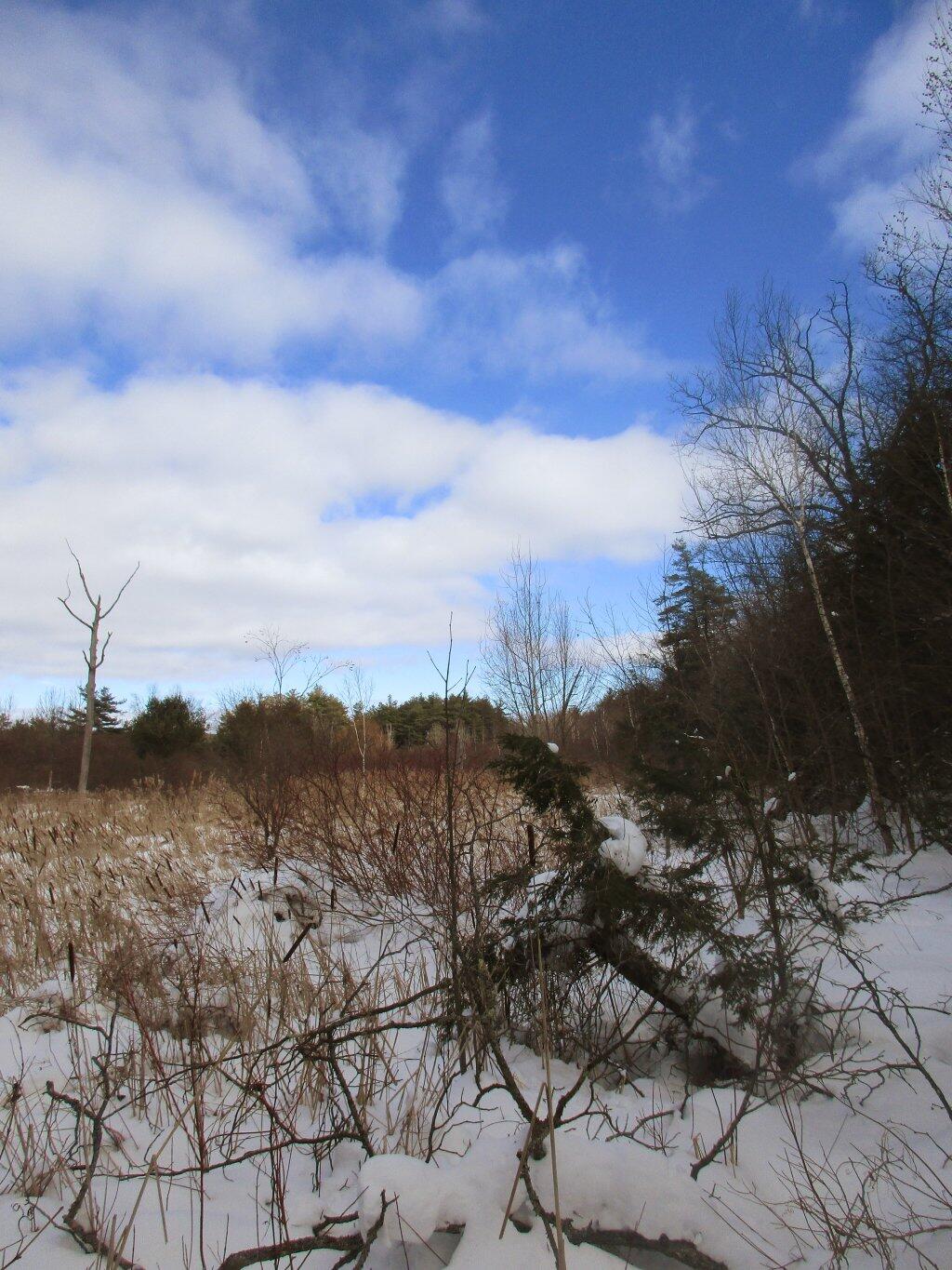 Photo: Swamp